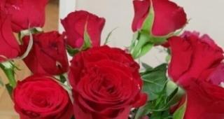 九朵玫瑰花的含义（探寻九朵玫瑰花背后的深意）