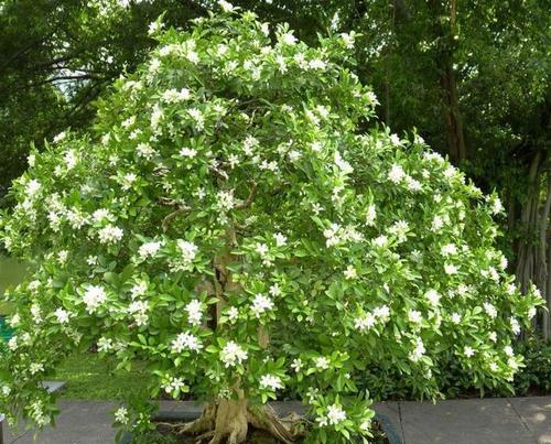 九里香之美（传递情感的鲜花语言）
