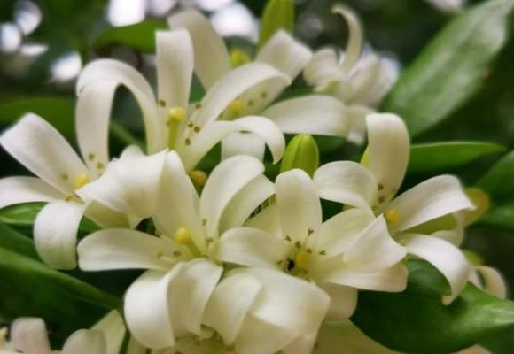 九里香之美（传递情感的鲜花语言）