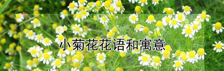 菊花（菊花的花语和传说及其文化意义）