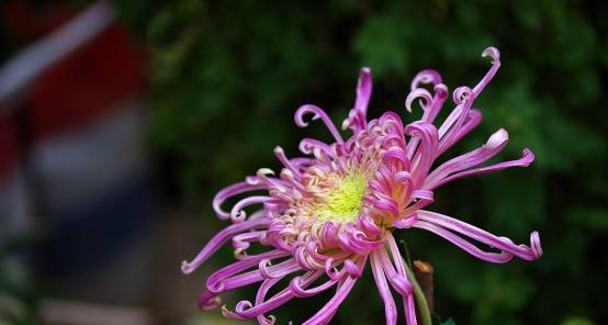 粉色菊花的花语（传达爱与美的粉色芬芳）