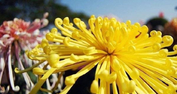 菊花花语的深意与传承（探寻菊花的象征意义）