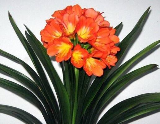 君子兰突然开花的象征意义（探寻君子兰开花所传达的深刻寓意）