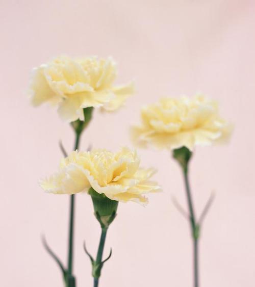 康乃馨白色花语——纯洁与希望的象征（绽放优雅）