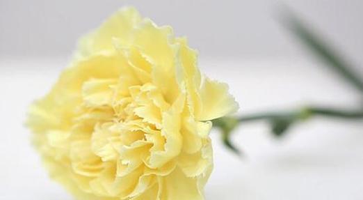 康乃馨白色花语——纯洁与希望的象征（绽放优雅）