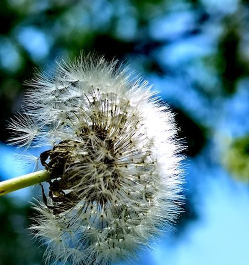 以款冬蒲公英，生日花语早熟（探索冬季生日花言花语的奥秘）