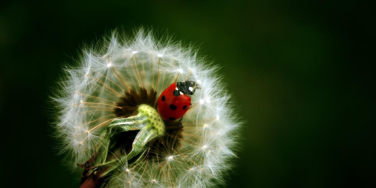 以款冬蒲公英，生日花语早熟（探索冬季生日花言花语的奥秘）