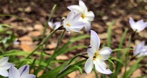 探秘兰花的花语之美（传承千年的兰花魅力与意义）