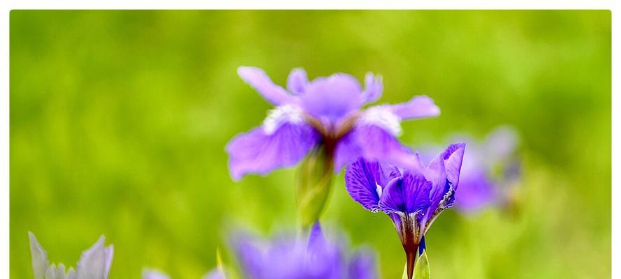 蓝蝴蝶花的神秘花语（揭秘蓝蝴蝶花的意义与象征）