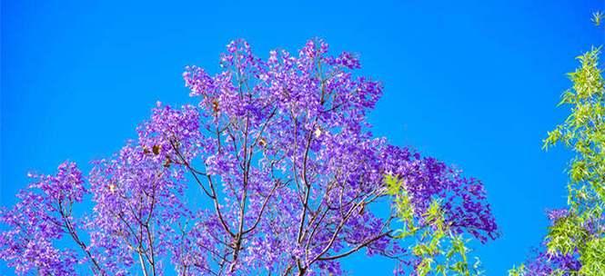 以蓝花楹的花语——梦幻与神秘（揭开蓝花楹背后的花语之谜）