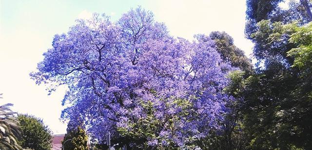 以蓝花楹的花语——梦幻与神秘（揭开蓝花楹背后的花语之谜）