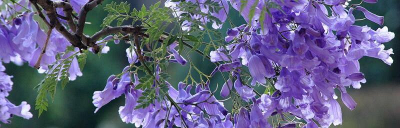 蓝花楹花语之美丽与纯洁（探寻蓝花楹的神秘花语）