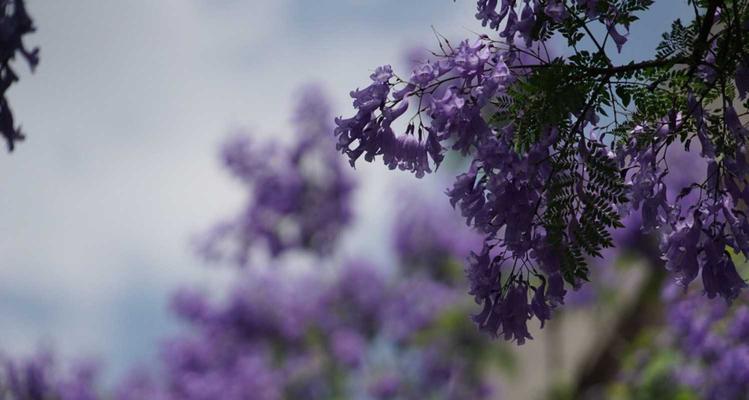 以蓝花楹花语是什么意思（解读蓝花楹的花语）