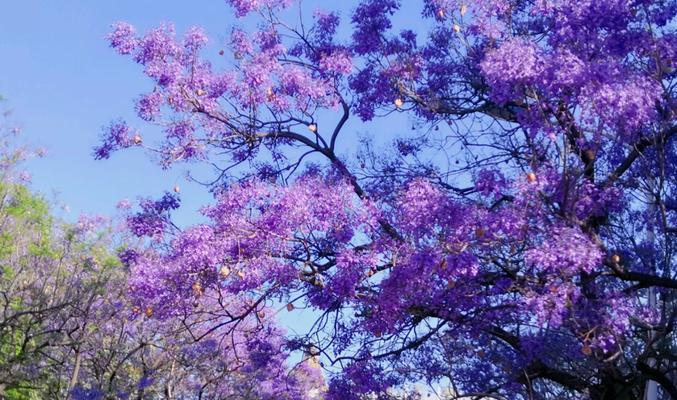 以蓝花楹花语是什么意思（解读蓝花楹的花语）