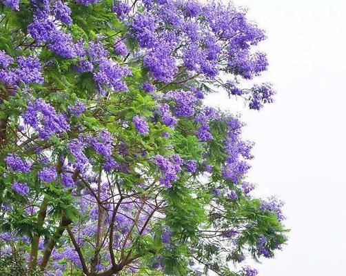 蓝花楹（探寻蓝花楹的花语）