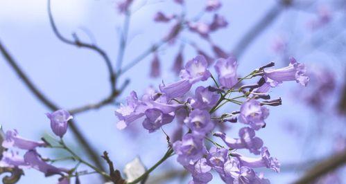 蓝花楹（探寻蓝花楹的花语）