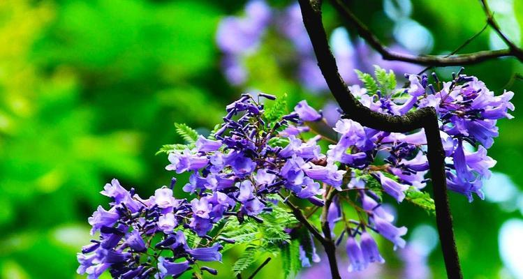 以蓝花楹象征着青春与希望（探究蓝花楹的文化内涵与象征意义）