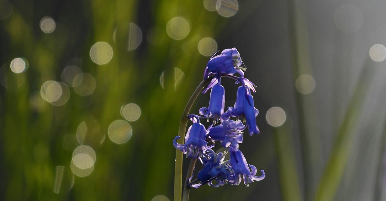 蓝铃花的花语及象征意义（探寻蓝铃花的神秘符号与寓意）