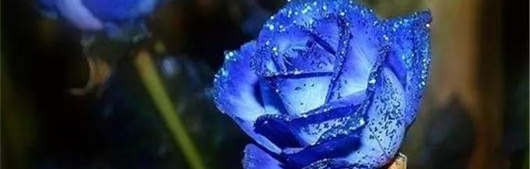 蓝色玫瑰的含义及象征——寄托希望与神秘的浪漫（蓝色玫瑰的象征意义与传说）