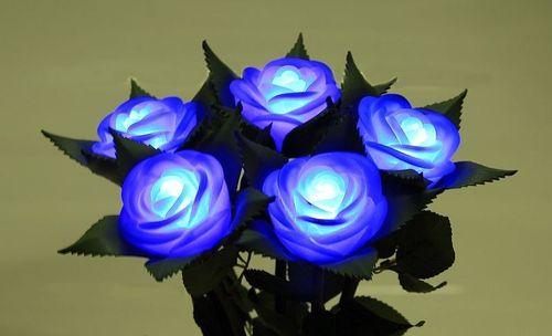 蓝玫瑰的神秘之谜（探索蓝玫瑰的象征意义及来源）