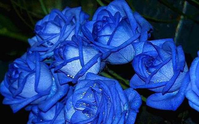 蓝玫瑰的神秘之谜（探索蓝玫瑰的象征意义及来源）