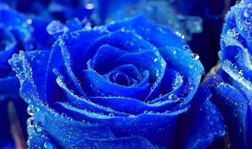 蓝玫瑰的含义与象征（探索蓝玫瑰的神秘之美）