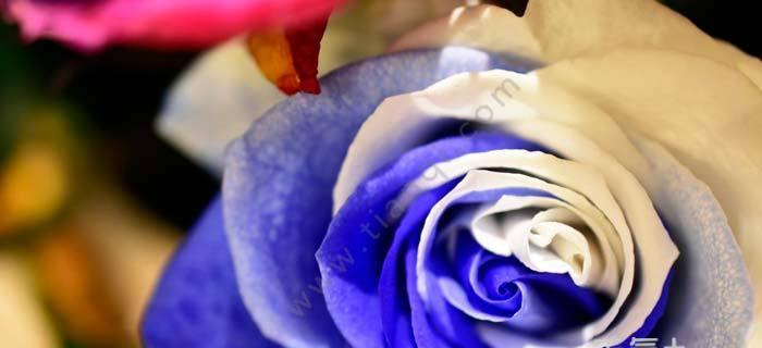 蓝玫瑰的花语（探寻蓝玫瑰的花语与意义）