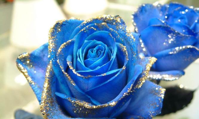 以蓝玫瑰花代表的情感与含义（揭秘蓝玫瑰花的隐含信息）