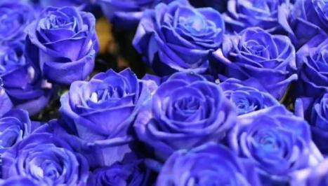 探寻蓝玫瑰的神秘花语（以蓝玫瑰花语传递无尽的温柔和希望）