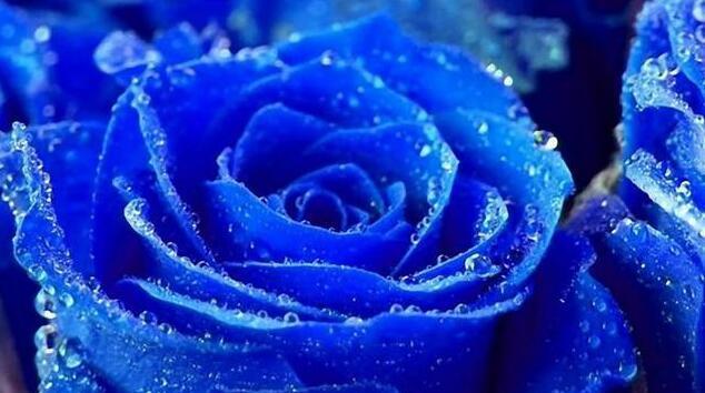 以蓝玫瑰的寓意——爱的奇迹（蓝玫瑰）