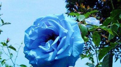 蓝玫瑰的花语和寓意（深邃神秘的蓝）