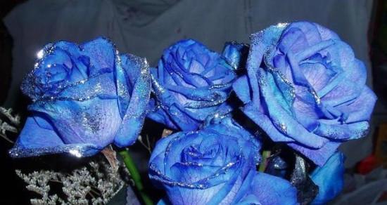 蓝玫瑰的花语和寓意（深邃神秘的蓝）