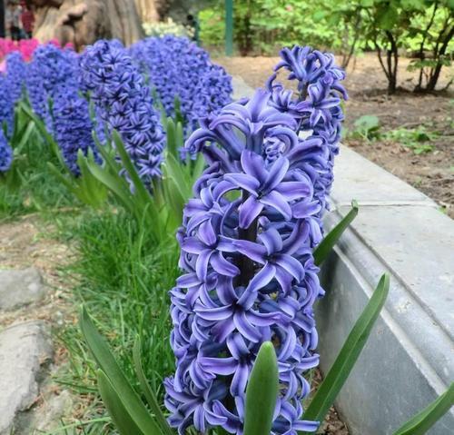 蓝色风信子花语与心灵的交流（蓝色风信子的美丽与深意）