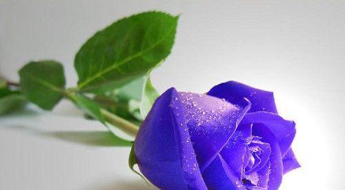 蓝色康乃馨的花语（深情的海洋之花）