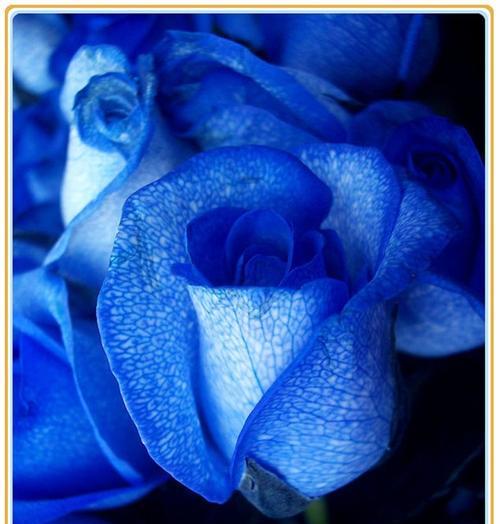 蓝色马蹄莲的花语（探寻蓝色马蹄莲的内涵和象征意义）