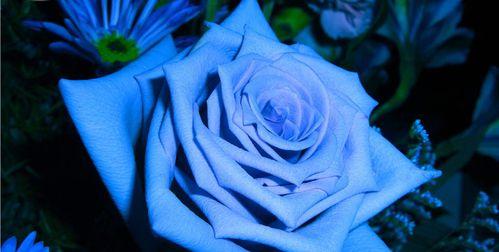 蓝色玫瑰（揭开蓝色玫瑰的真正含义）