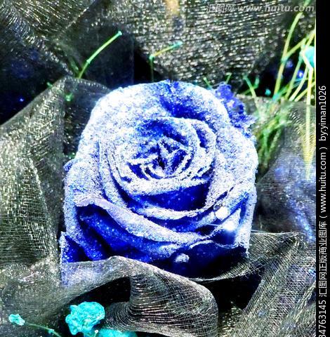 蓝色玫瑰的象征意义与传说（浪漫之花的另一面与特殊象征）
