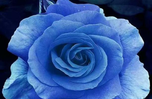 蓝色玫瑰花语（蓝色玫瑰的花语及其隐含的情感）