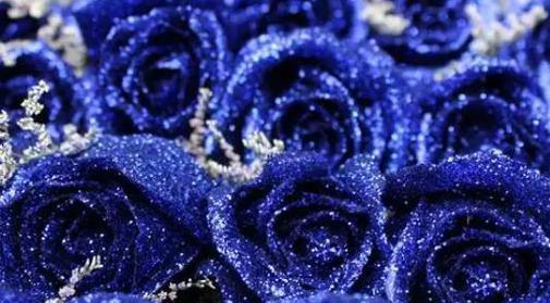 蓝色玫瑰花语——寂静而神秘的爱之语言（透露心灵深处的温柔与忧伤）