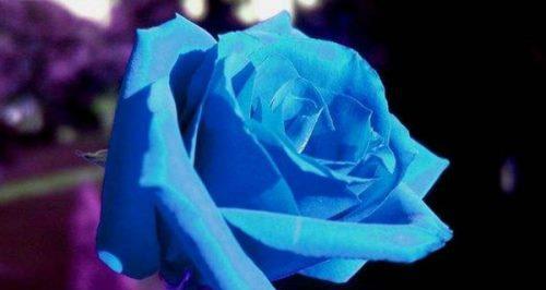 蓝色玫瑰花语——寂静而神秘的爱之语言（透露心灵深处的温柔与忧伤）