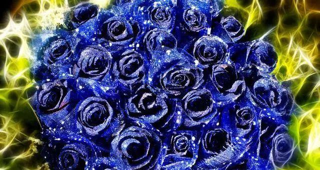 深蓝色玫瑰花的花语及其意义解读（浪漫与神秘的深蓝）