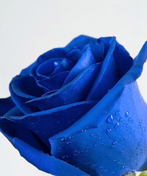 蓝色玫瑰花（解读蓝色玫瑰花的美丽和寓意）