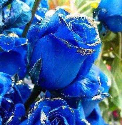 蓝色玫瑰的花语及其意义解析（以蓝色玫瑰为载体）