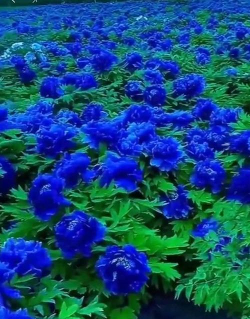 蓝色牡丹花（探寻蓝色牡丹花背后的象征意义）