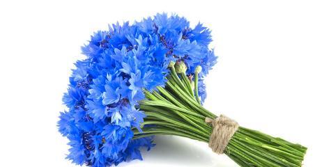 蓝色矢车菊的花语（解读蓝色矢车菊的花语与象征意义）