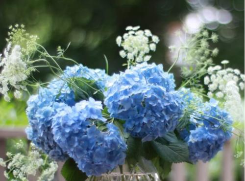 蓝色绣球花（传递祝福的花语）