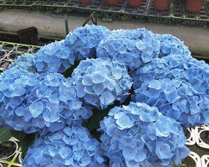 蓝色绣球花（古老的花语与神秘的传说）