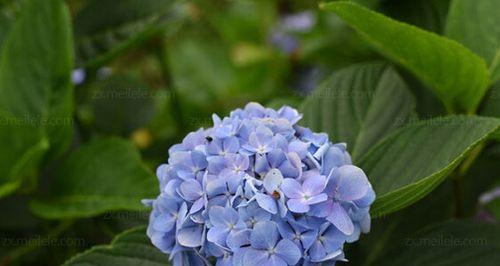 蓝色绣球花（古老的花语与神秘的传说）