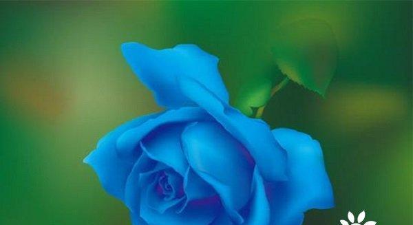 蓝色妖姬代表的花语（探寻蓝色妖姬的深意）