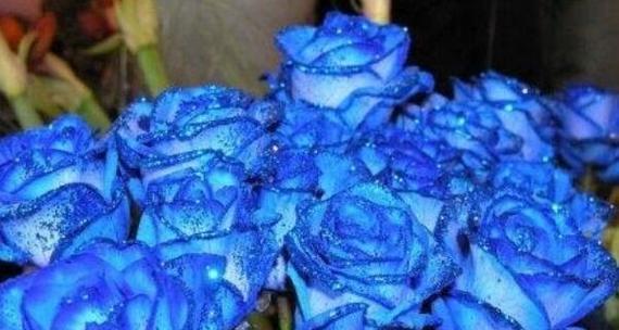 蓝色妖姬花语大全——揭示花海中的神秘诗意（蓝色妖姬花语的美与意义）